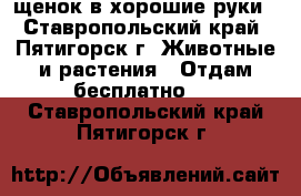 щенок в хорошие руки - Ставропольский край, Пятигорск г. Животные и растения » Отдам бесплатно   . Ставропольский край,Пятигорск г.